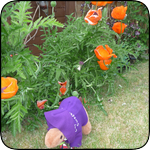 Back in the dry in Kirsteen's garden. 